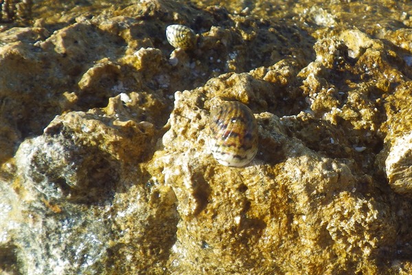 Sea Snails - Bleeding Tooth Nerite