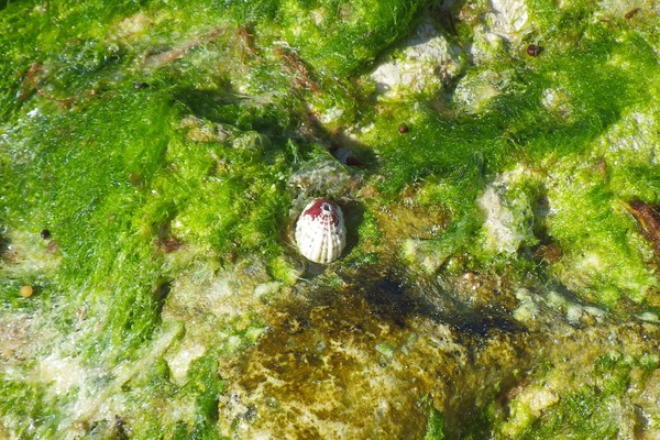 Limpets - Narrow Keyhole Limpet