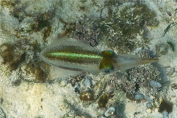 Squid - Caribbean Reef Squid