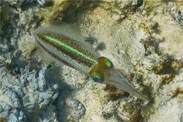 Squid - Caribbean Reef Squid