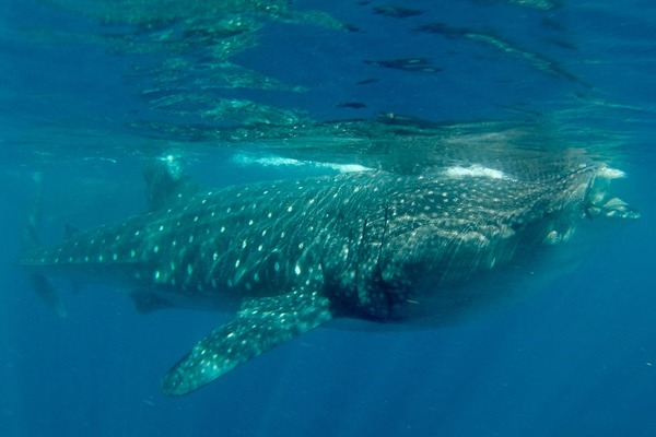 Sharks - Whale Shark