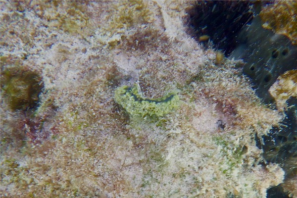 Nudibranch - Fancy Lettuce Sea Slug