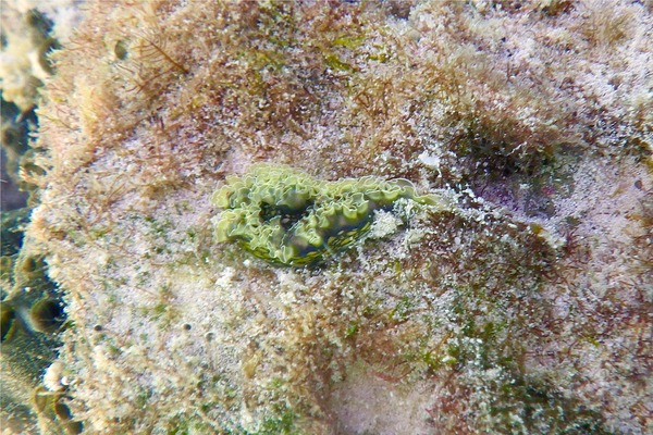 Nudibranch - Fancy Lettuce Sea Slug