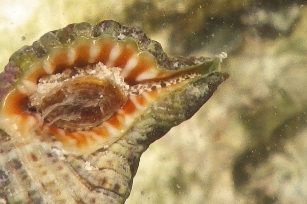 Sea Snails - Gold Mouth Triton