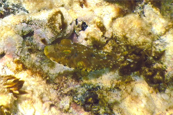 Pufferfish - Bandtail Puffer