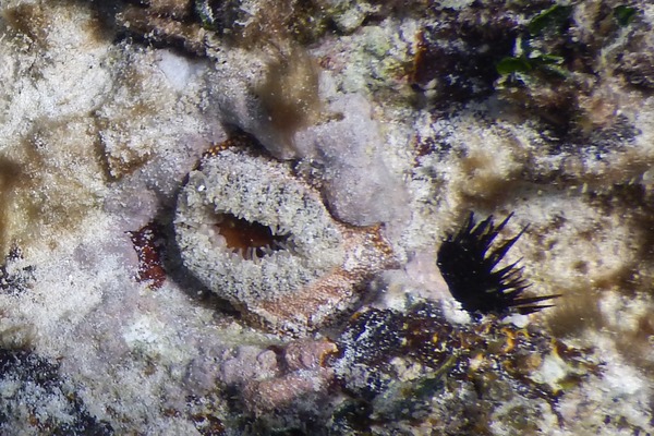 Anemones - Warty Sea Anemone