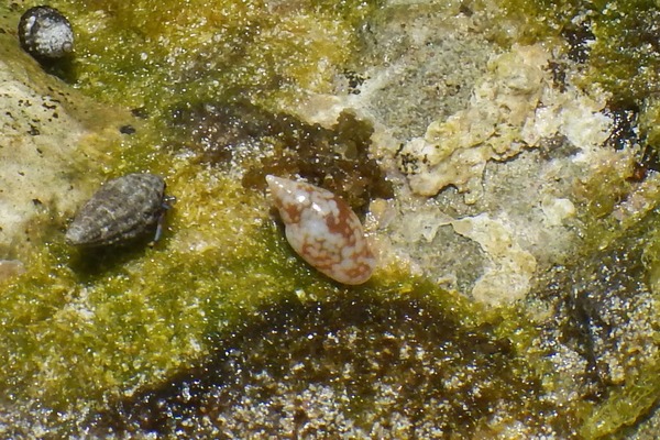 Sea Snails - Glossy Dove Shell