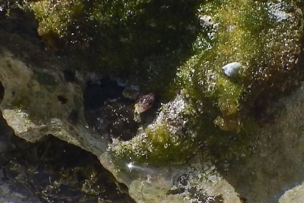 Sea Snails - Minute Dwarf Olive