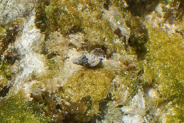 Sea Snails - Grass Cerith