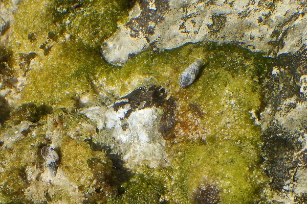 Sea Snails - Grass Cerith