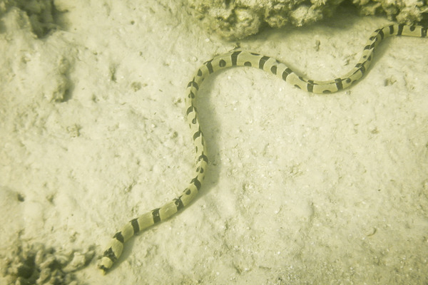Snake Eels - Harlequin Snake Eel