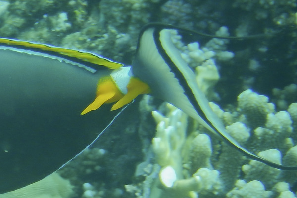 Surgeonfish - Elegant Unicornfish
