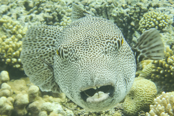 Pufferfish - Star Puffer
