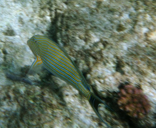 Surgeonfish - Lined Surgeonfish