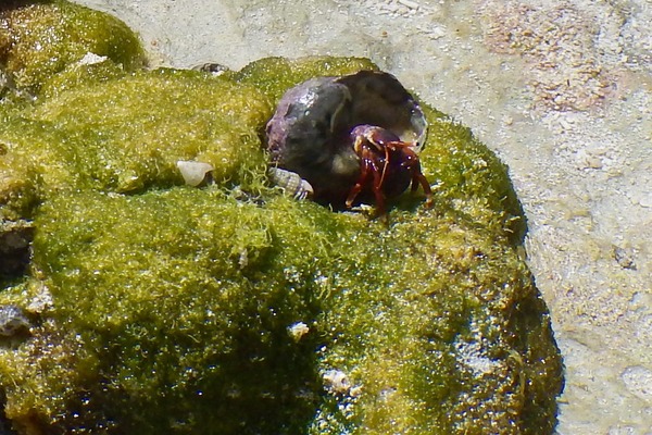 Crabs - Orange Claw Hermit Crab