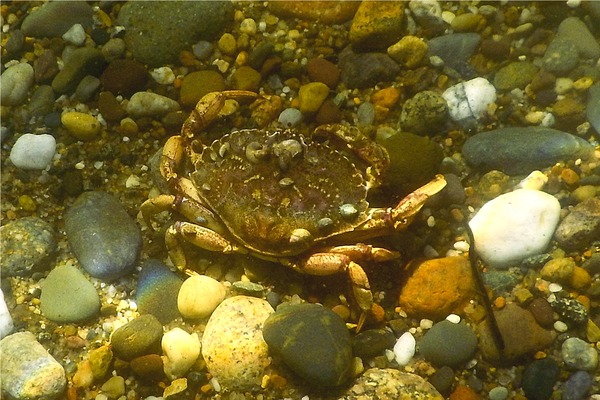 Crabs - Atlantic Rock Crab