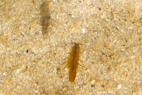 Isopods - Baltic Isopod
