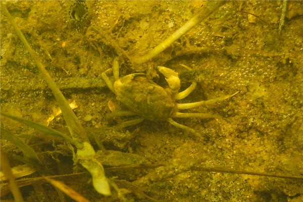 Crabs - Say Mud Crab