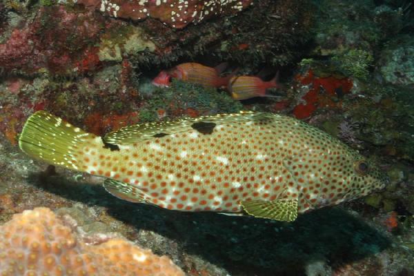 Groupers - Rock Hind