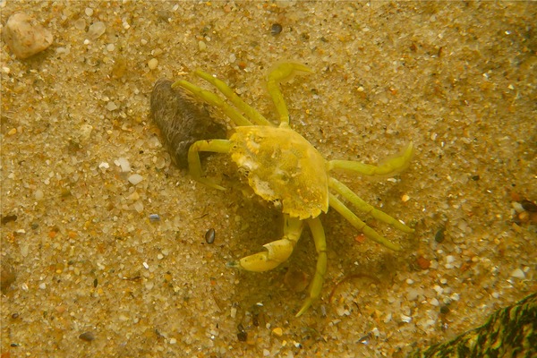 True Crabs - European Green Crab