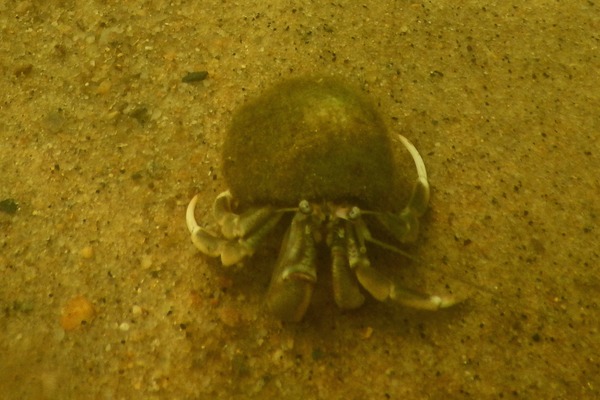 Crabs - Long Clawed Hermit Crab