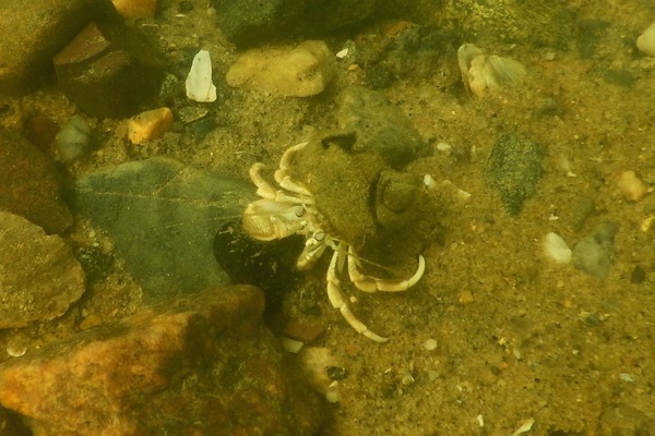 Crabs - Long Clawed Hermit Crab