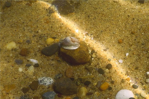 Sea Snails - Common Atlantic Slippersnail
