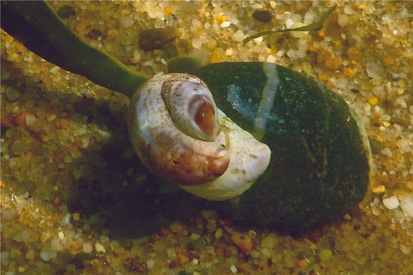 Sea Snails - Common Atlantic Slippersnail