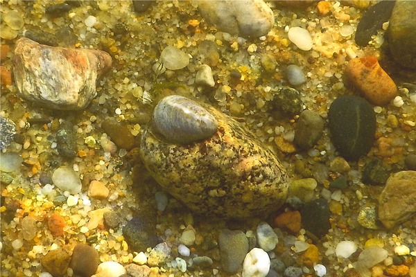 Sea Snails - Eastern White Slippersnail