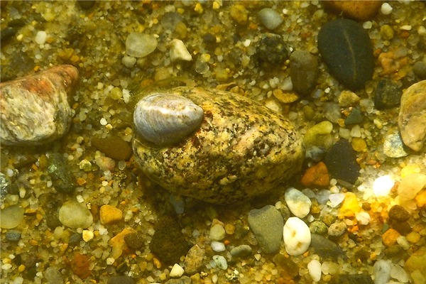 Sea Snails - Eastern White Slippersnail