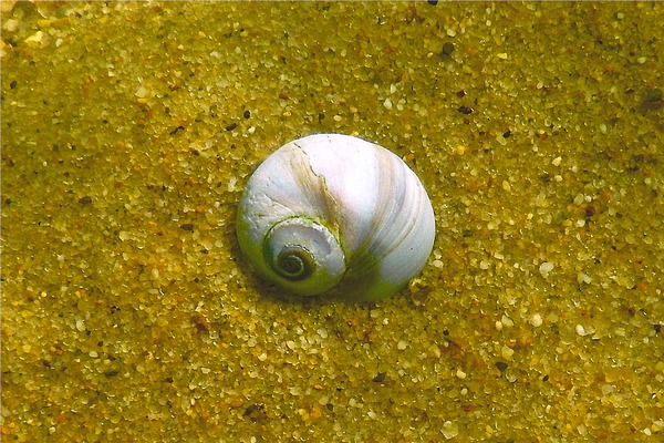 Sea Snails - Southern Shark's Eye
