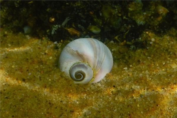 Sea Snails - Southern Shark's Eye