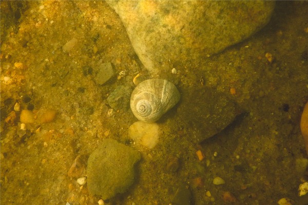 Sea Snails - Northern Moon Snail