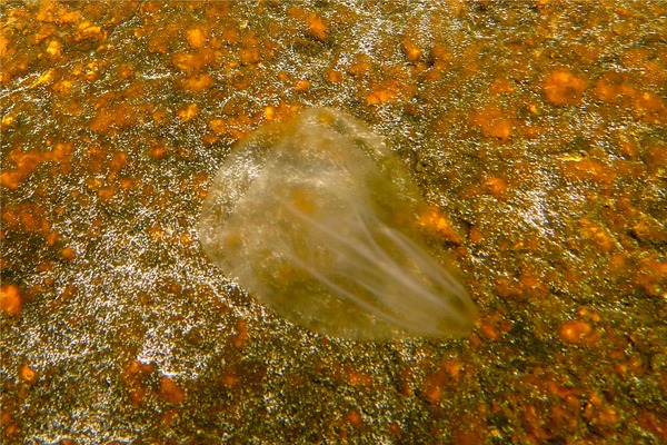 Jellyfish - Northern Comb Jellyfish