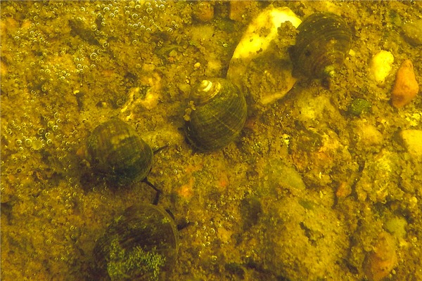 Sea Snails - Common Periwinkle