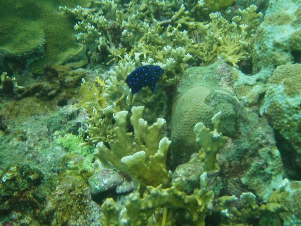 Damselfish - Yellowtail Damselfish