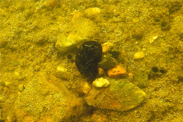 Bivalve Mollusc - Northern Horse Mussel