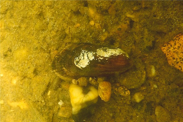 Bivalve Mollusc - Ribbed Mussel