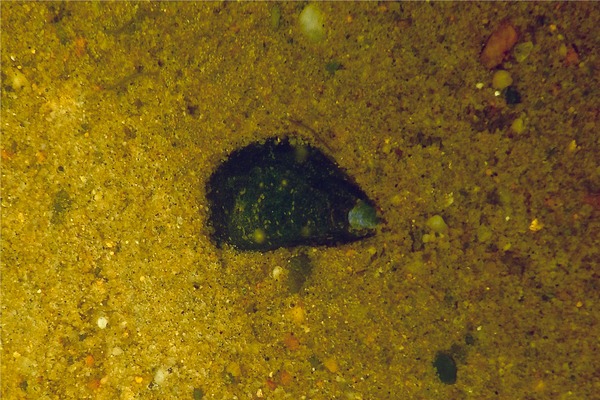 Bivalve Mollusc - Blue Mussel