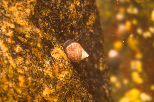 Sea Snails - Rough Periwinkle