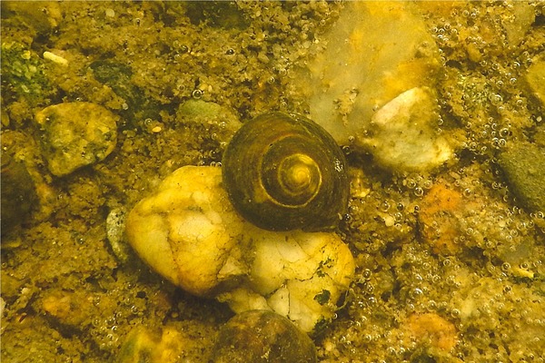 Sea Snails - Spiral Margarite