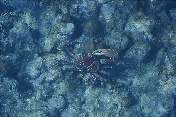 Spider Crabs - Channel Clinging Crab
