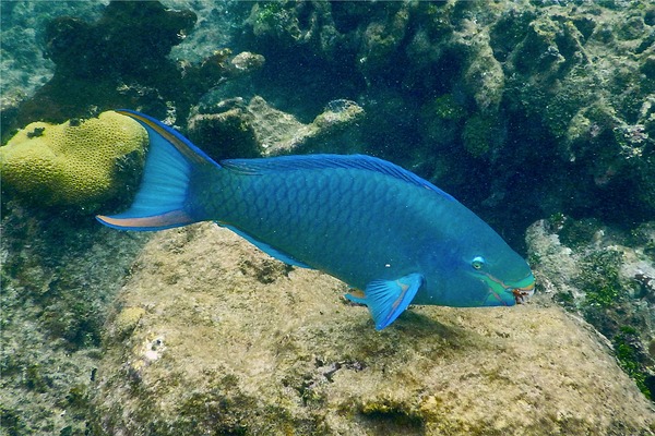 Parrotfish - Queen Parrotfish