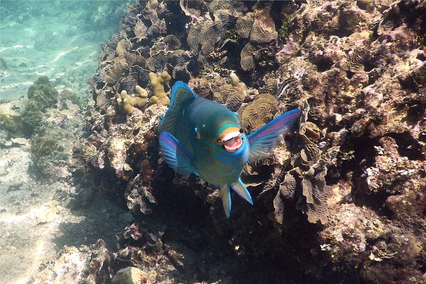 Parrotfish - Queen Parrotfish