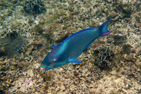 Parrotfish - Queen Parrotfish