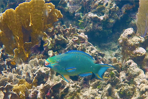 Parrotfish - Queen Parrotfish