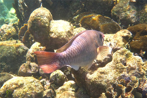 Parrotfish - Queen Parrotfish