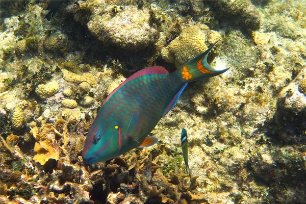 stoplight parrotfish