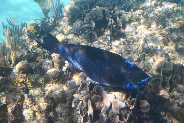 Parrotfish - Midnight parrotfish