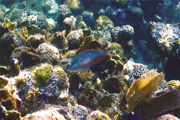 Parrotfish - Redband Parrotfish